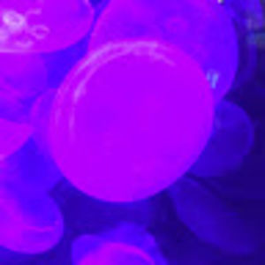 Meet your Posher, Hiler